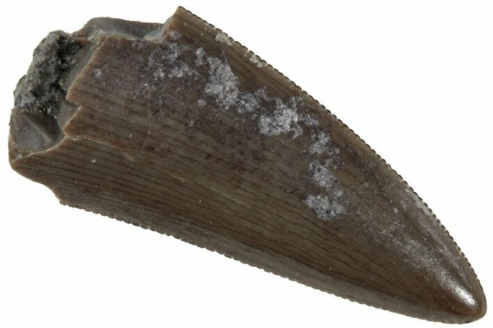 Serrated, Triassic Reptile (Postosuchus?) Tooth - Arizona #231164